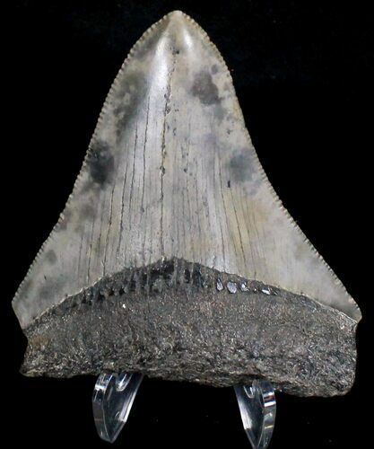 Bargain Megalodon Tooth - South Carolina #18406